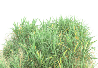 Field of plants isolated on transparent background. 3d rendering - illustration