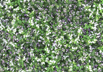 Field of plants isolated on transparent background. 3d rendering - illustration