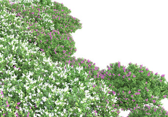 Obraz premium Field of plants isolated on transparent background. 3d rendering - illustration
