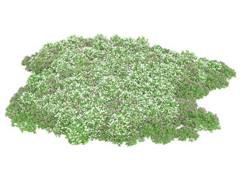 Obraz premium Field of plants isolated on transparent background. 3d rendering - illustration