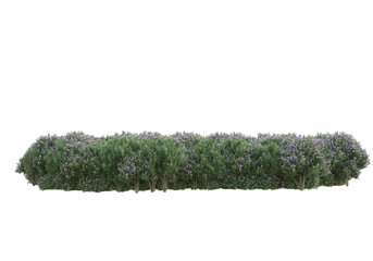 Field of plants isolated on transparent background. 3d rendering - illustration