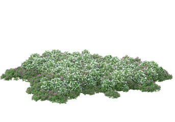 Obraz premium Field of plants isolated on transparent background. 3d rendering - illustration