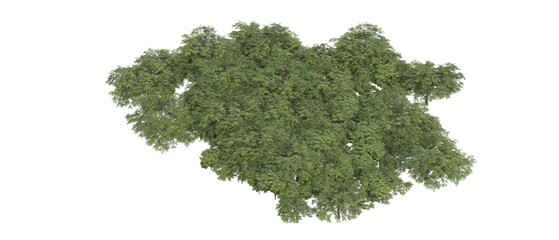 Obraz premium Field of plants isolated on transparent background. 3d rendering - illustration