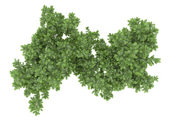 Field of plants isolated on transparent background. 3d rendering - illustration