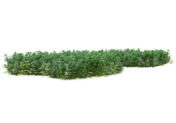 Field of plants isolated on transparent background. 3d rendering - illustration