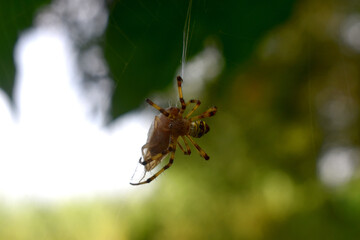 A yellow and brown colour spider wraps an insect by its own web, with bokeh lights and green nature blurred background. Insect wildlife in a tropical garden in Thailand.
