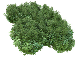 Fototapeta premium Field of plants isolated on transparent background. 3d rendering - illustration
