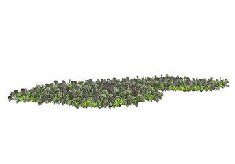 Field of plants isolated on transparent background. 3d rendering - illustration
