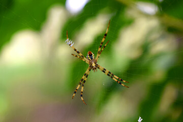 Close-up of a Multi-coloured Argiope Spider on spiderweb with green nature blurred background.