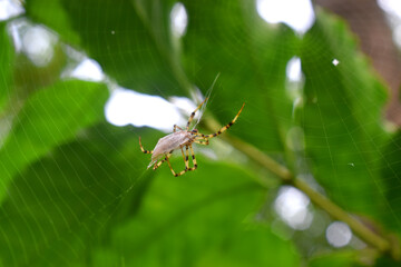 Close-up of a Multi-coloured Argiope Spider wrapping an insect by its own web, with green leaves nature blurred background.