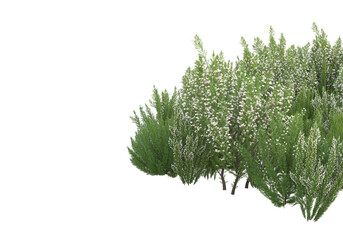Field of grass with flowers isolated on transparent background. 3d rendering - illustration