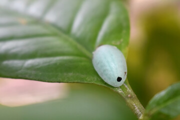 Caterpillar moth - acraga coa or  called "Jewel Caterpillar" climbing on green leaf in organic plantation in North East Thailand.