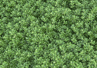 Field of foliage isolated on transparent background. 3d rendering - illustration