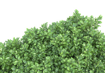 Obraz premium Field of foliage isolated on transparent background. 3d rendering - illustration