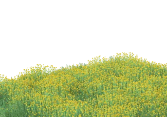 Foto op Plexiglas Field of foliage isolated on transparent background. 3d rendering - illustration © Elena