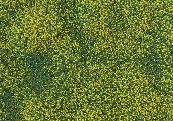 Field of foliage isolated on transparent background. 3d rendering - illustration