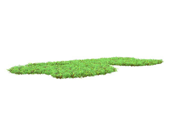 Field of foliage isolated on transparent background. 3d rendering - illustration