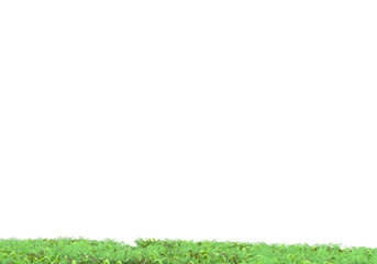 Field of foliage isolated on transparent background. 3d rendering - illustration
