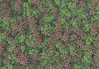 Field of foliage isolated on transparent background. 3d rendering - illustration