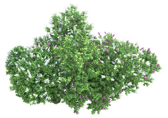 Obraz premium Field of foliage isolated on transparent background. 3d rendering - illustration