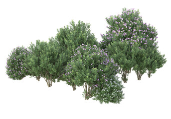 Obraz premium Field of foliage isolated on transparent background. 3d rendering - illustration