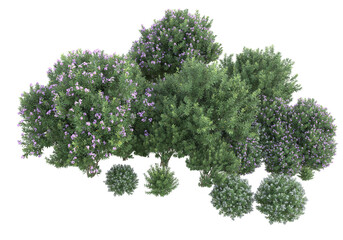 Obraz premium Field of foliage isolated on transparent background. 3d rendering - illustration