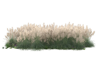 Field of foliage isolated on transparent background. 3d rendering - illustration