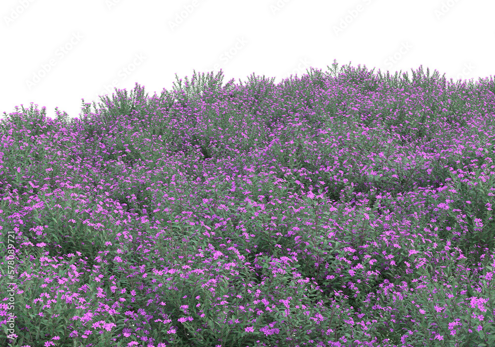 Fototapete Field of grass isolated on transparent background. 3d rendering -