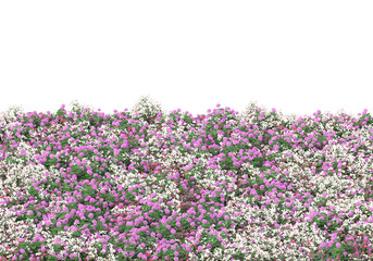 Obraz premium Field of grass isolated on transparent background. 3d rendering - illustration