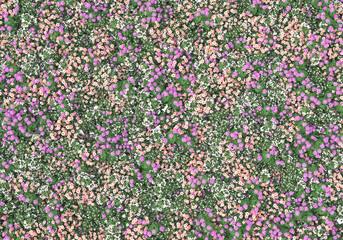 Field of grass isolated on transparent background. 3d rendering - illustration