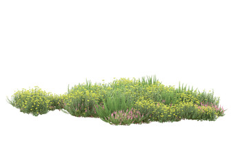 Field of grass isolated on transparent background. 3d rendering - illustration - obrazy, fototapety, plakaty