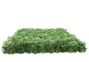 Field of grass isolated on transparent background. 3d rendering - illustration