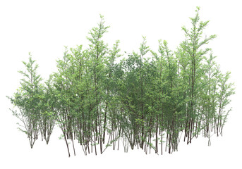 Tall plants on transparent background. 3d rendering - illustration