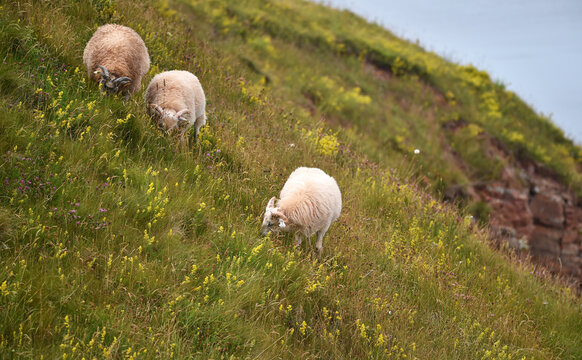 Schafe auf Helgoland 