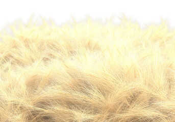 Tall plants on transparent background. 3d rendering - illustration