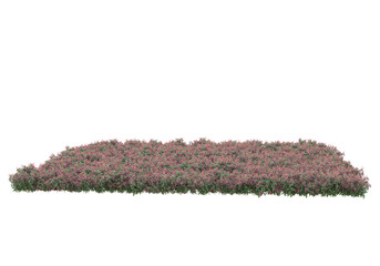 Tall plants on transparent background. 3d rendering - illustration