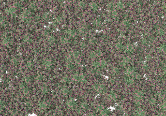 Tall plants on transparent background. 3d rendering - illustration