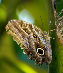 Owl butterfly in Manjal das Garzas Park in Bel m, Brazil