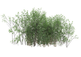 Obraz premium Tall plants on transparent background. 3d rendering - illustration
