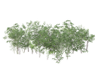 Tall plants on transparent background. 3d rendering - illustration