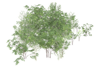 Tall plants on transparent background. 3d rendering - illustration