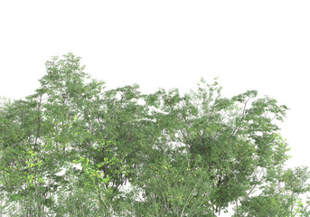 Tall plants on transparent background. 3d rendering - illustration