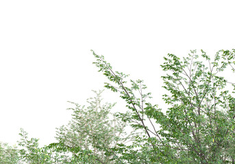 Tall plants on transparent background. 3d rendering - illustration