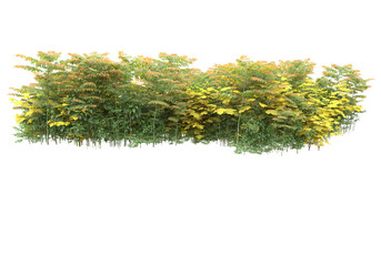 Tall plants on transparent background. 3d rendering - illustration