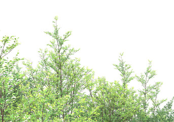 Foliage isolated on transparent background. 3d rendering - illustration