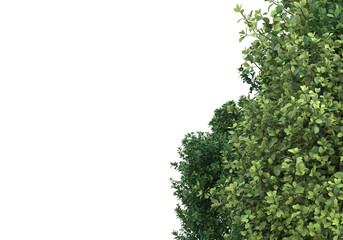 Foliage isolated on transparent background. 3d rendering - illustration