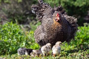 Free range chickens with baby chicks during springtime on organic farm