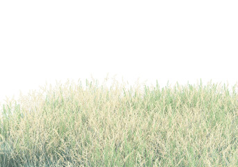 Foliage isolated on transparent background. 3d rendering - illustration