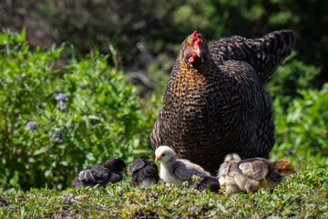 Free range chickens with baby chicks during springtime on organic farm