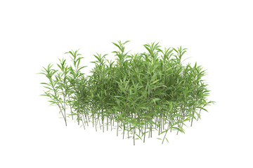 Foliage isolated on transparent background. 3d rendering - illustration